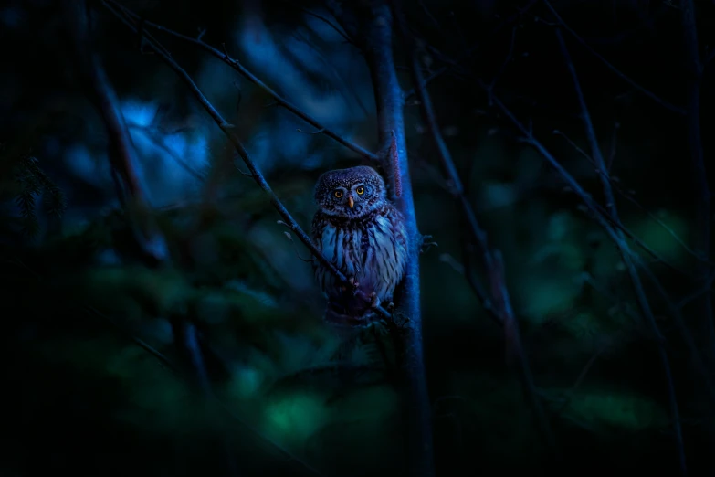 a small owl sitting on top of a tree branch, inspired by Elsa Bleda, unsplash contest winner, hurufiyya, scary dark forest, 8k fine art photography, computer wallpaper, in a deep lush jungle at night