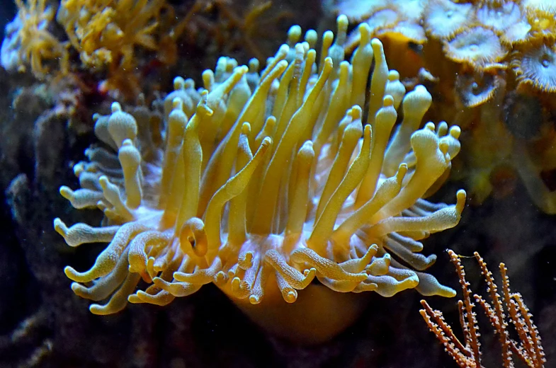 a close up of a yellow sea anemone, a screenshot, flickr, romanticism, underwater mushroom forest, australian, resembling a crown, 🦩🪐🐞👩🏻🦳
