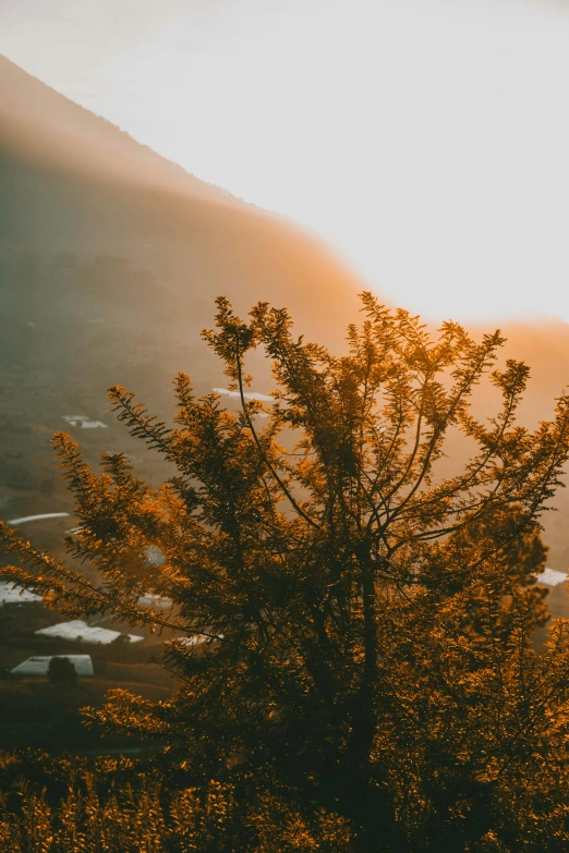 a tree sitting on top of a lush green hillside, a picture, unsplash contest winner, warm golden backlit, chile, morning haze, yellow