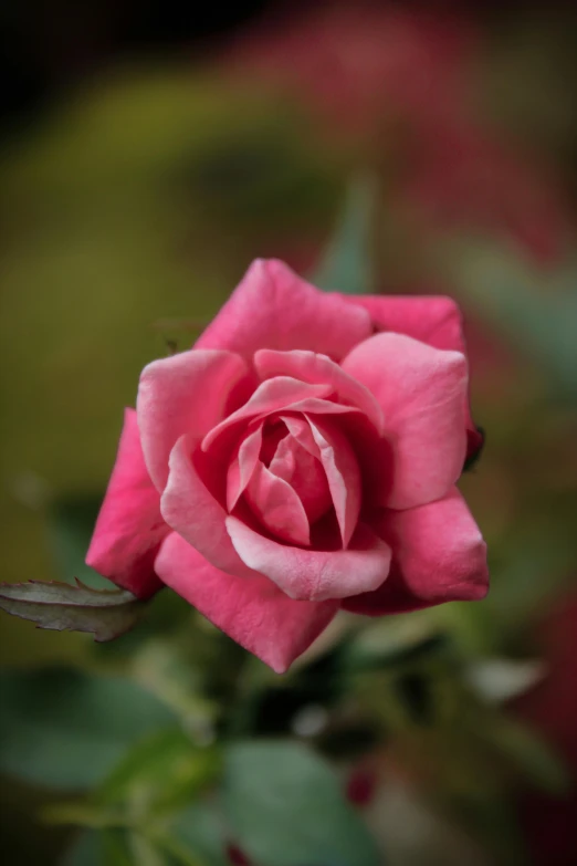 a close up of a pink rose with green leaves, by Robert Thomas, unsplash, shot on 70mm, red rose, grey, soft blur