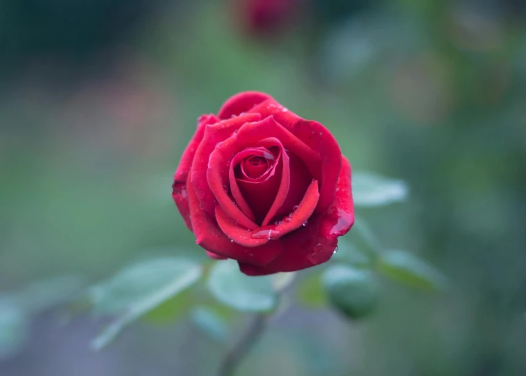 a red rose with water droplets on it, by Reuben Tam, pexels contest winner, 4 k smooth, paul barson, delightful surroundings, well built