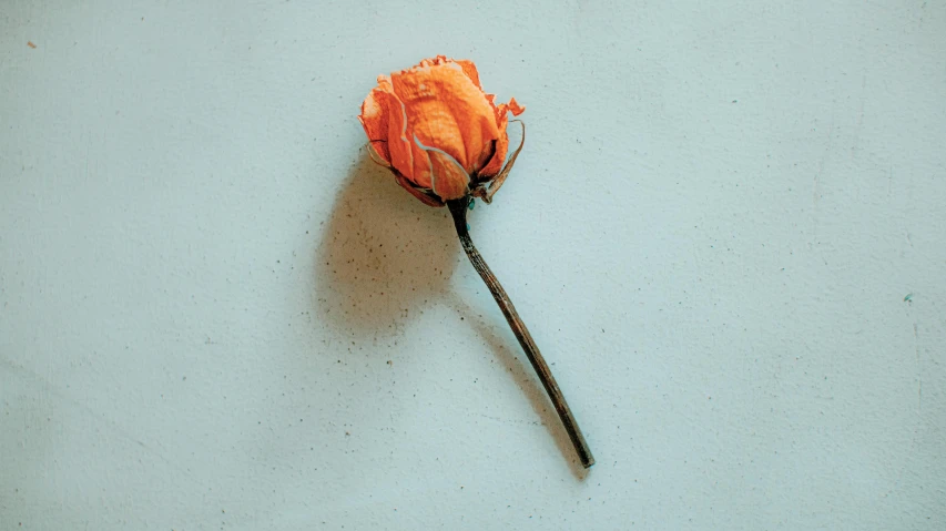 a single orange rose on a white surface, by Elsa Bleda, unsplash, romanticism, made of colorful dried flowers, cyan and orange, stick poke, on a gray background