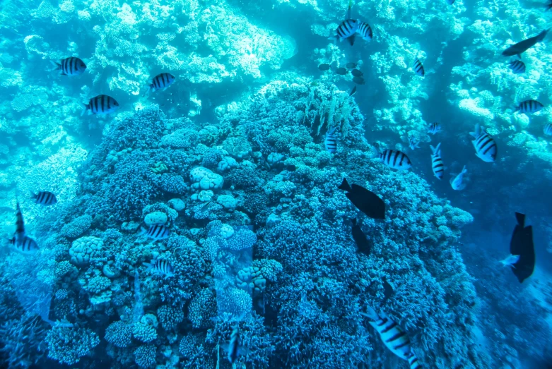 a group of fish swimming around a coral reef, by Emanuel Witz, pexels, mingei, blue toned, with a whitish, flowers sea everywhere, mid shot photo