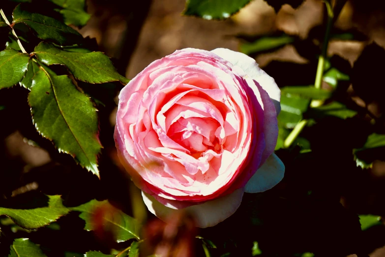 a close up of a pink rose with green leaves, inspired by Barbara Nasmyth, unsplash, winter sun, various posed, pink white turquoise, old english