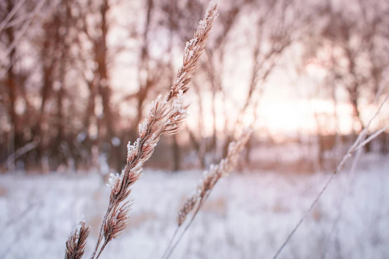 a close up of a plant in the snow, by Thomas Häfner, trending on pexels, romanticism, pink grass, golden hour, meadows, brown