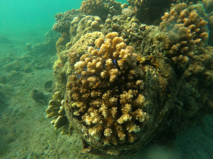 a bunch of corals that are in the water, an album cover, unsplash, hurufiyya, hawaii, in the middle of a small colony, brown, taken in 2022