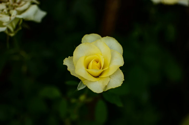 a close up of a yellow rose in a garden, unsplash, paul barson, single, white, green and yellow