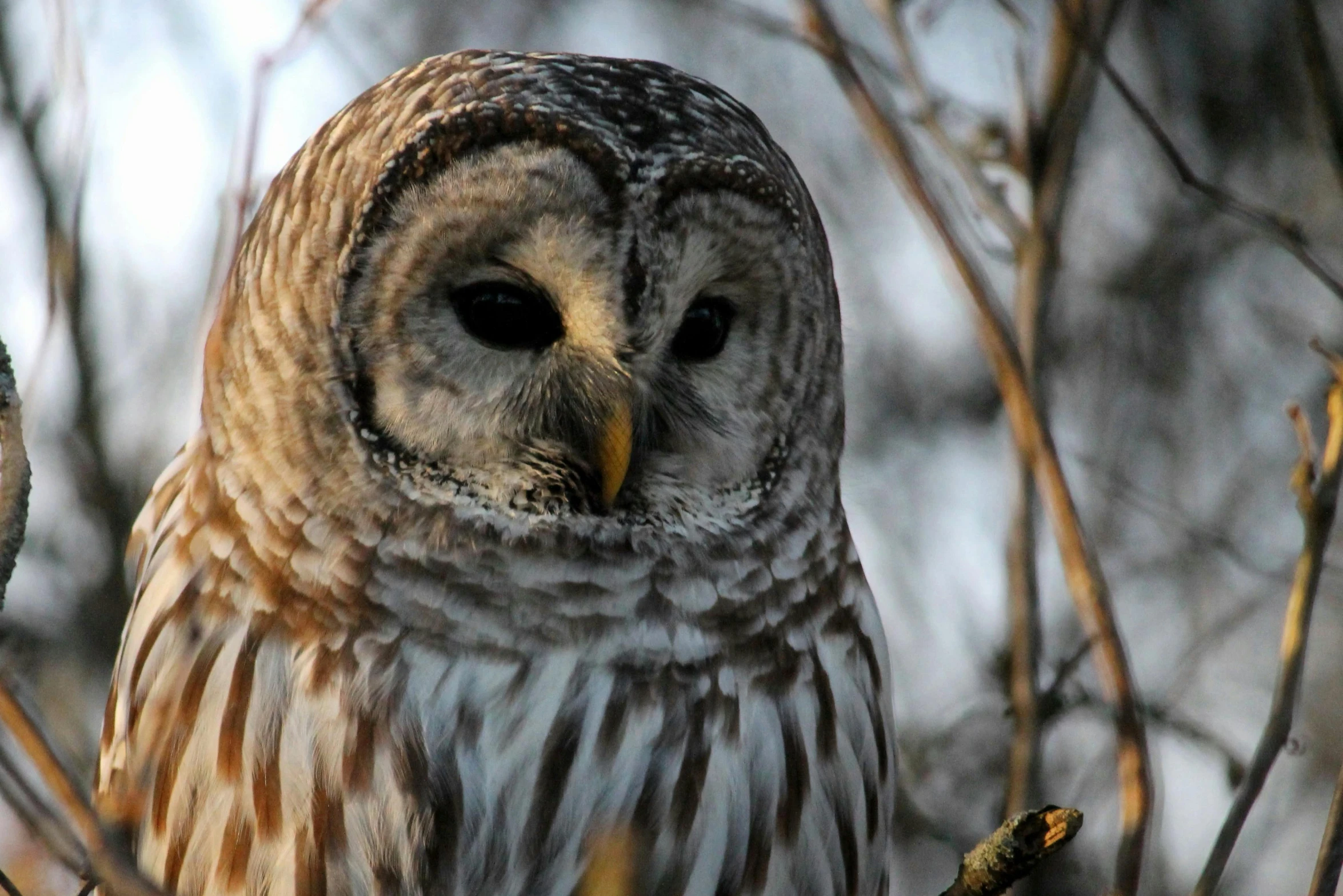 a large owl sitting on top of a tree branch, a portrait, pexels contest winner, grain”