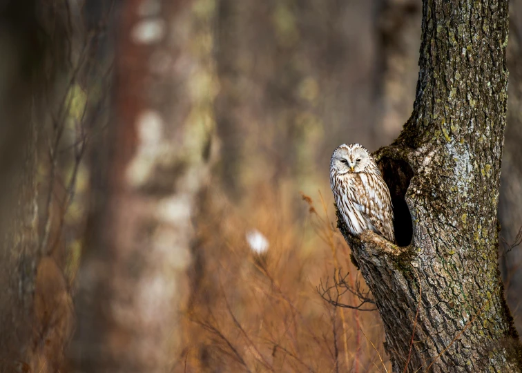 a bird that is sitting in a tree, by Jesper Knudsen, pexels contest winner, hurufiyya, owl, boreal forest, dormant nature, slide show