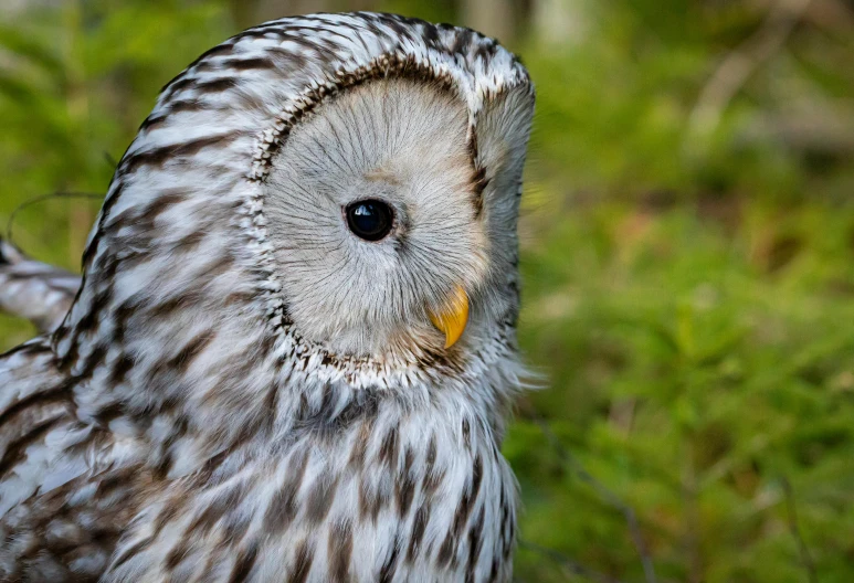 a large owl sitting on top of a lush green field, a portrait, by Anna Haifisch, pexels contest winner, silver haired, close - up profile, detailed white, highly polished