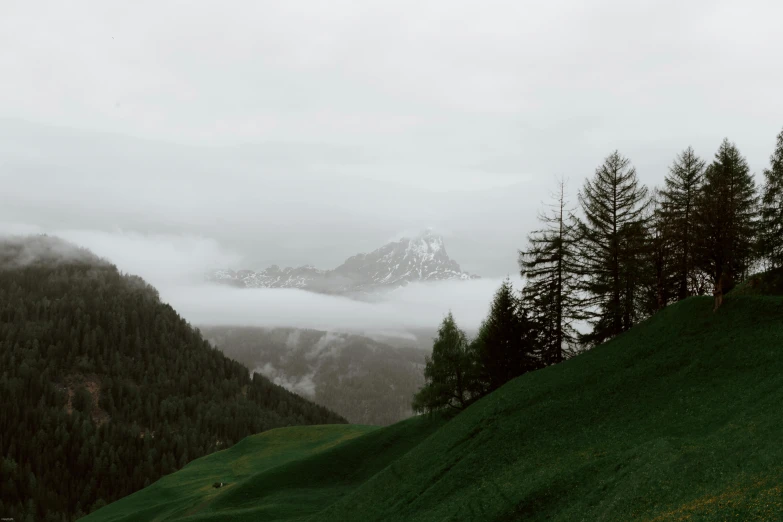 a couple of cows standing on top of a lush green hillside, a black and white photo, by Johannes Voss, pexels contest winner, sparse pine trees, covered in clouds, dolomites, muted green