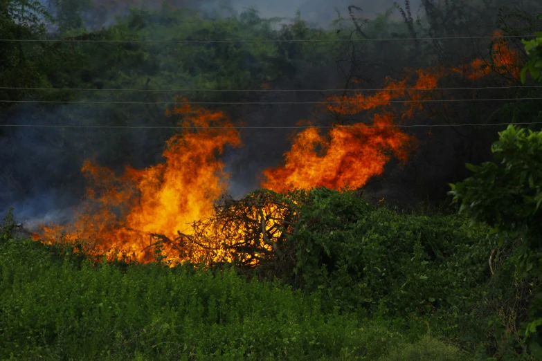 a fire burning in the middle of a lush green field, hurufiyya, profile image, hawaii, documentary photo, instagram photo