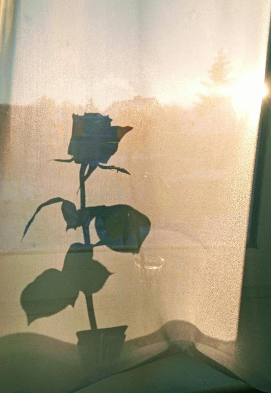 a rose sitting on top of a window sill, inspired by Elsa Bleda, shadow art, reflective glass, sunfaded, medium close shot