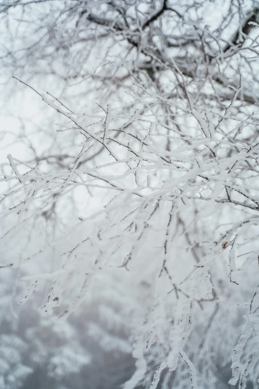 a fire hydrant sitting next to a tree covered in snow, an album cover, trending on pexels, romanticism, close up of single sugar crystal, branches composition abstract, tree branches intertwine limbs, medium format. soft light