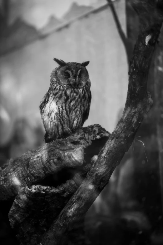 a black and white photo of an owl sitting on a branch, by WLOP, detailed medium format photo, ansel ], 8k 50mm iso 10, mixture between an! owl and wolf