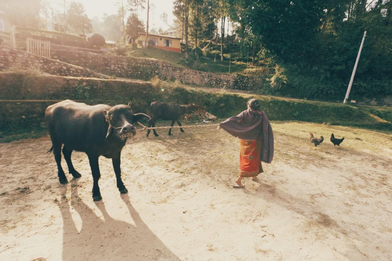 a man leading a cow down a dirt road, by Emma Andijewska, unsplash contest winner, bhutan, grainy vintage, sunny morning, local people chasing to attack