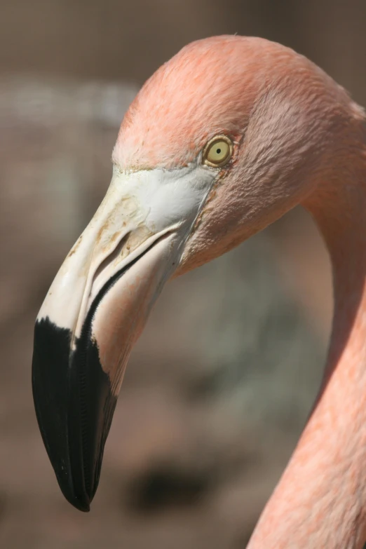 a close up of a flamingo's head and neck, albuquerque, taken in the late 2000s, fan favorite, blush