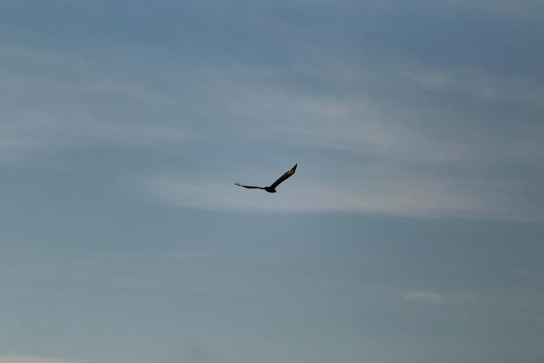 a bird that is flying in the sky, from the distance, canon shot, student, rectangle