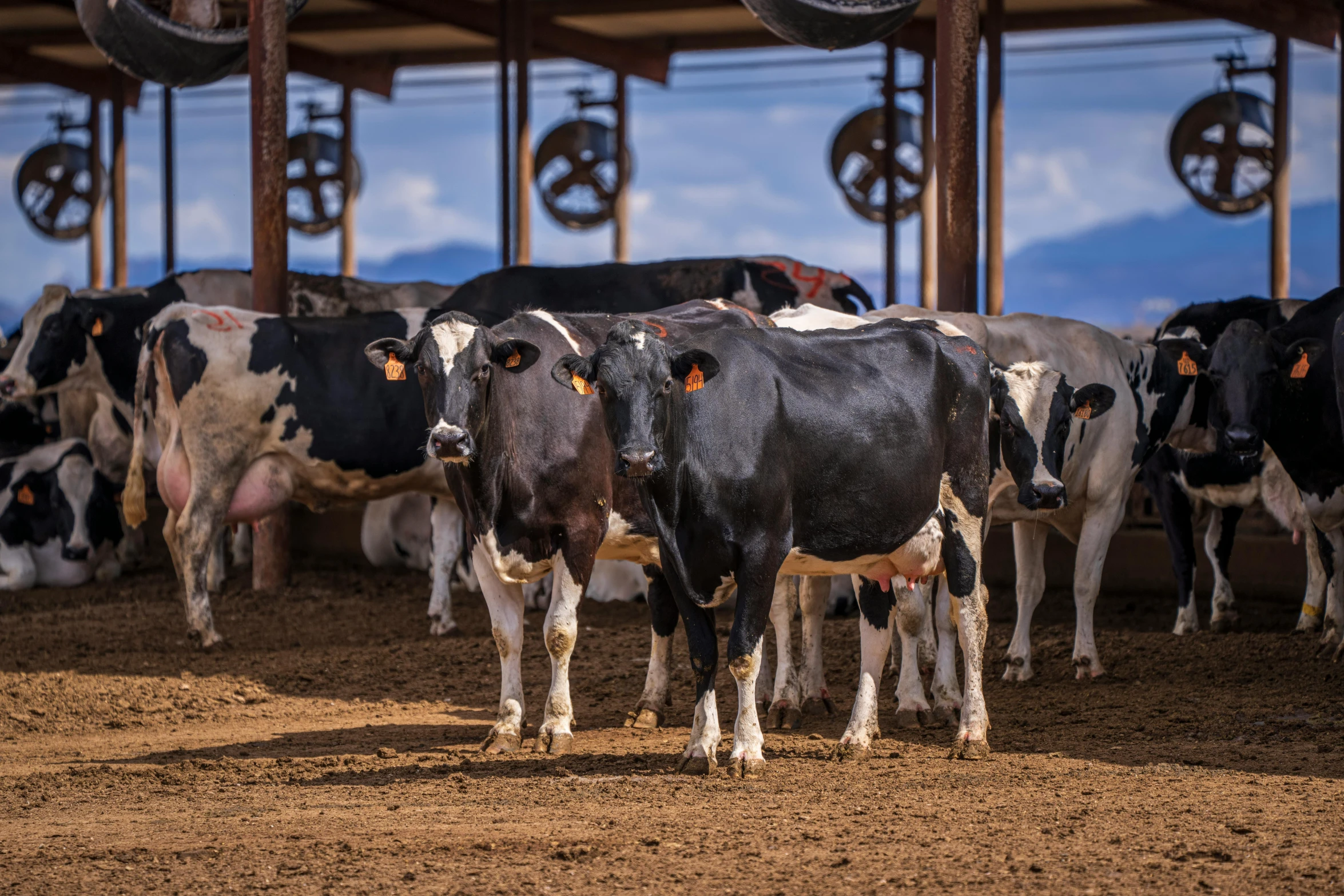 a herd of cows standing on top of a dirt field, of augean stables, milk, highly polished, highly upvoted