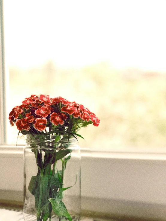 a vase filled with red flowers sitting on a window sill, inspired by Elsa Bleda, pexels, carnation, high quality photo, small, indoor