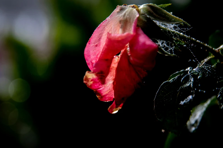 a close up of a flower with water droplets on it, by Jan Rustem, unsplash, renaissance, bougainvillea, deteriorated, today\'s featured photograph 4k, medium format. soft light