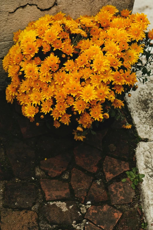 a bunch of yellow flowers sitting on the side of a road, patio, vibrant but dreary orange, photograph from above, julia sarda