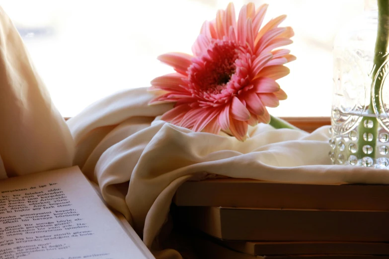 a pink flower sitting on top of an open book, a still life, inspired by Khalil Gibran, draped in flowing fabric, soft window light, the sun shines in, wooden desks with books