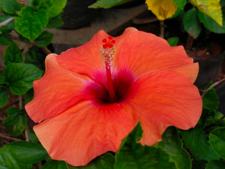 a close up of a flower on a plant, hibiscus flowers, orange mist, fan favorite, moai seedling