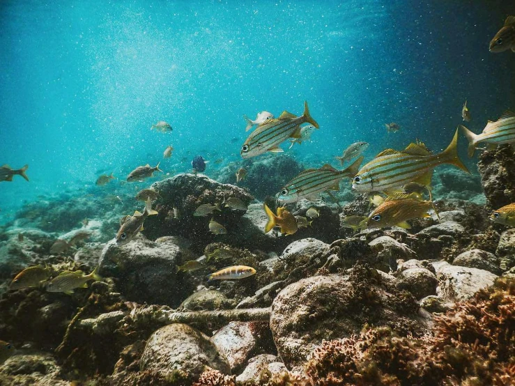 a group of fish that are swimming in the water, reefs, instagram post, lomography, fan favorite