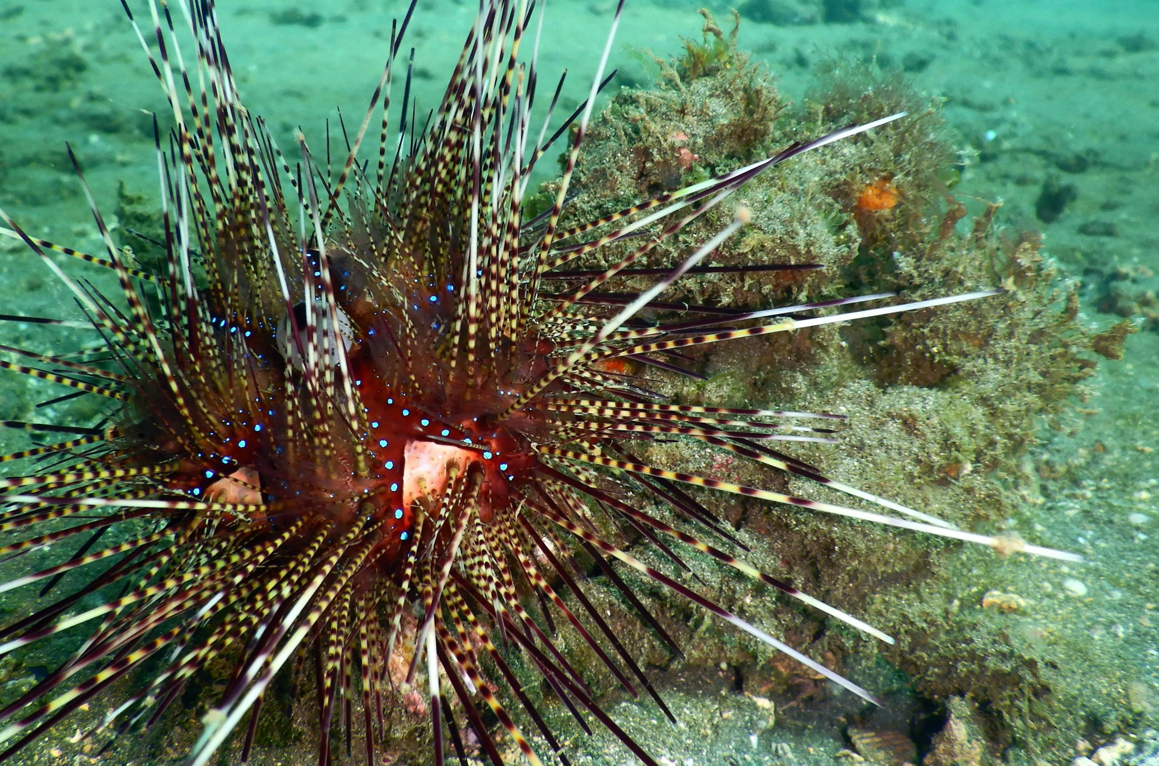 a close up of a fish on a body of water, rasquache, green sea urchin, spikey rocks, lion fish, instagram photo