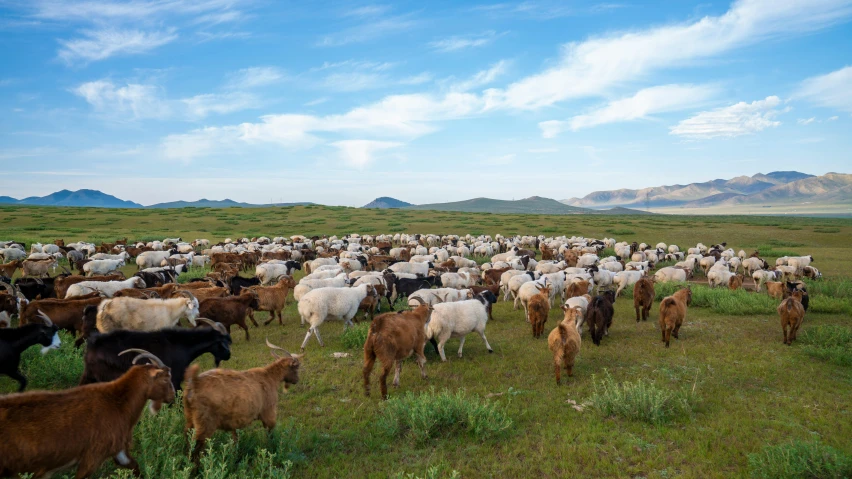 a herd of cattle standing on top of a lush green field, naranbaatar ganbold, profile image