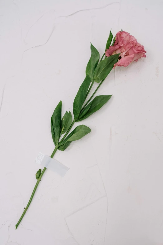 a single pink flower on a white surface, by Ruth Simpson, unsplash, large props, 165 cm tall, carnation, plated arm