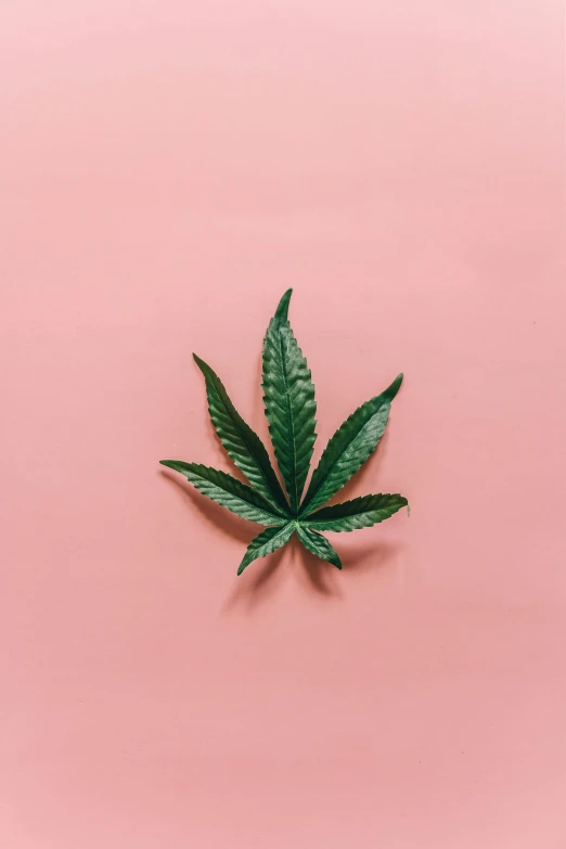 a marijuana leaf on a pink background, an album cover, trending on pexels, compassionate, high quality photo, high gradient, intricate image