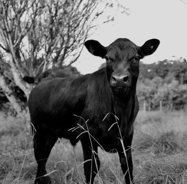 a black and white photo of a cow in a field, a black and white photo, unsplash, dressed in black, cheeky devil, mulato, hd footage