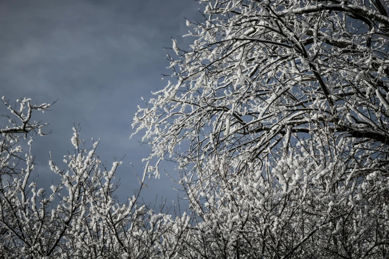 a black and white photo of snow covered trees, inspired by Arthur Burdett Frost, pexels, blue sky, crystallized, cold colours, thumbnail