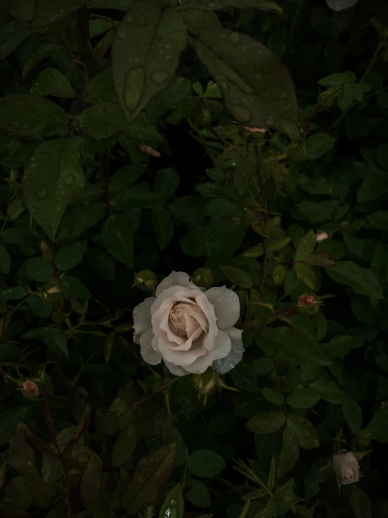 a white rose sitting on top of a lush green field, an album cover, inspired by Elsa Bleda, unsplash, ignant, night realism, dark aesthetic, flowers grow from the body