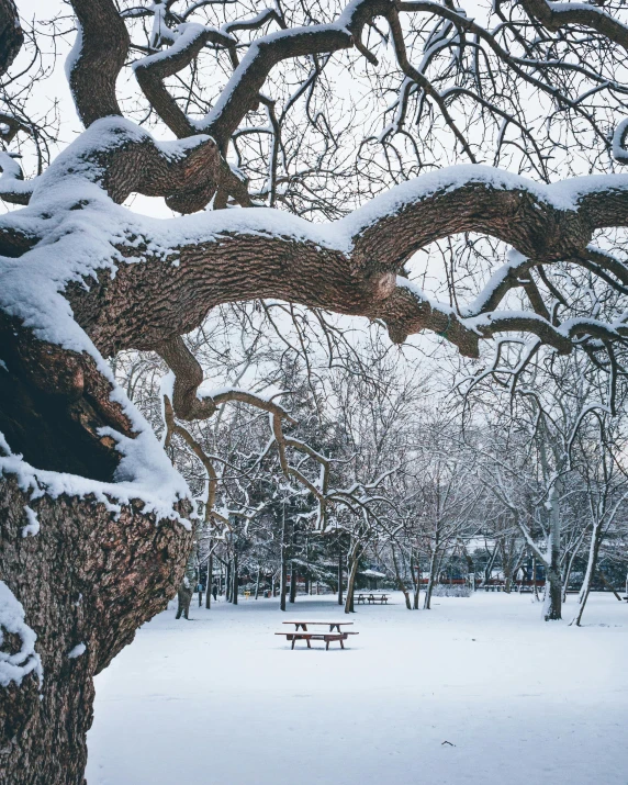 a large tree covered in snow next to a bench, a photo, unsplash contest winner, massive wide trunk, berlin park, jc park, afternoon hangout