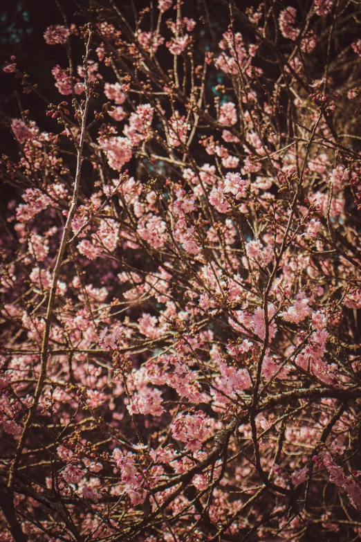 a tree that has some pink flowers on it, a picture, inspired by Elsa Bleda, trending on unsplash, detailed medium format photo, brown, kyoto inspired, full frame image