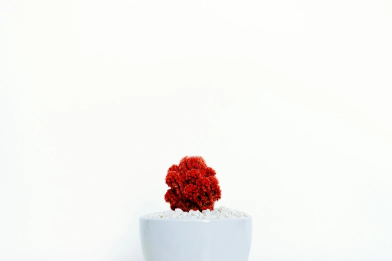 a small red flower in a white pot, inspired by Pedro Álvarez Castelló, unsplash, minimalism, corals, made of bonsai, curly afro, detailed product image