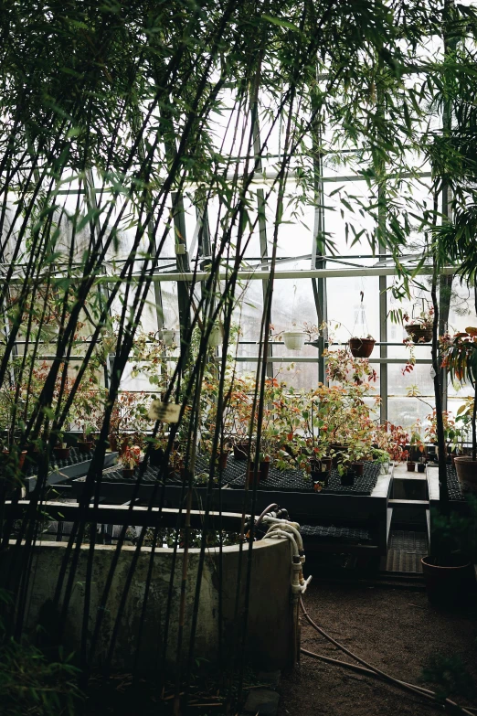 a greenhouse filled with lots of plants and lots of windows, an album cover, unsplash, renaissance, bamboo, early 2 0 0 0 s, plant specimens, full room view