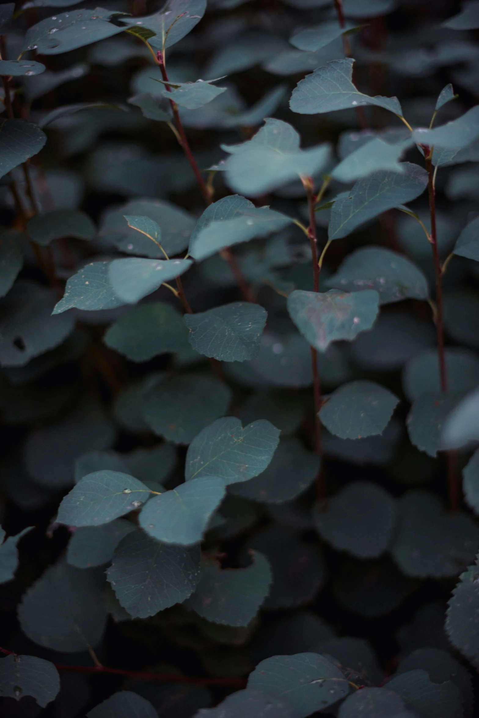 a close up of a plant with green leaves, an album cover, inspired by Elsa Bleda, trending on unsplash, tonalism, eucalyptus trees, grey, hearts, dark. no text