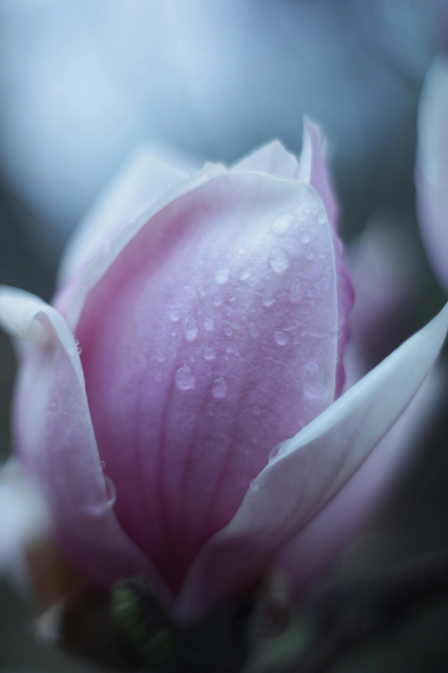 a close up of a flower on a tree, by Julian Allen, unsplash, romanticism, covered in water drops, magnolias, light purple mist, paul barson