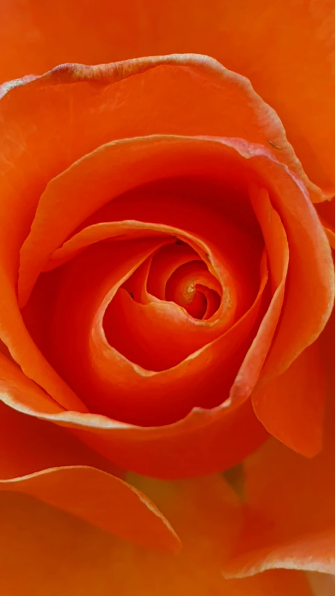 a close up of an orange rose flower, by Daniel Taylor, pexels contest winner, full frame image, today\'s featured photograph 4k, colour photograph, delightful surroundings