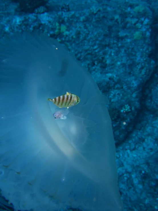 a fish that is inside of a plastic bag, a screenshot, by Gwen Barnard, unsplash contest winner, hurufiyya, red sea, bird\'s eye view, albino dwarf, taken in 2022