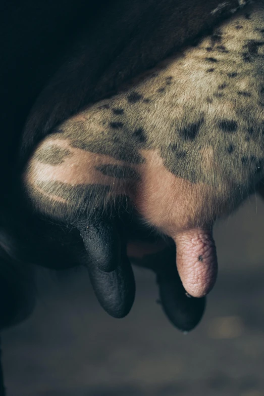 a close up of a person holding a dog's paw, by Jan Tengnagel, unsplash, hyperrealism, cows, tapir, in muted colours, made of smooth black goo