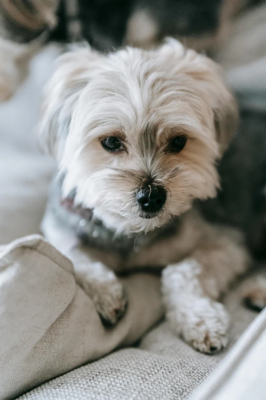 a small white dog sitting on top of a couch, a portrait, trending on pexels, bedhead, grey, dynamic closeup, patterned