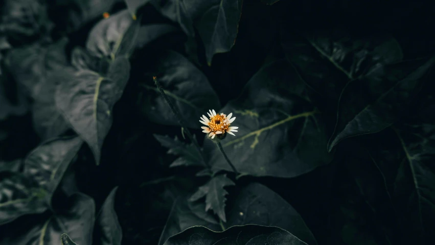 a yellow flower sitting on top of a lush green plant, inspired by Elsa Bleda, unsplash, minimalism, white on black, chrysanthemum eos-1d, alessio albi, 33mm photo