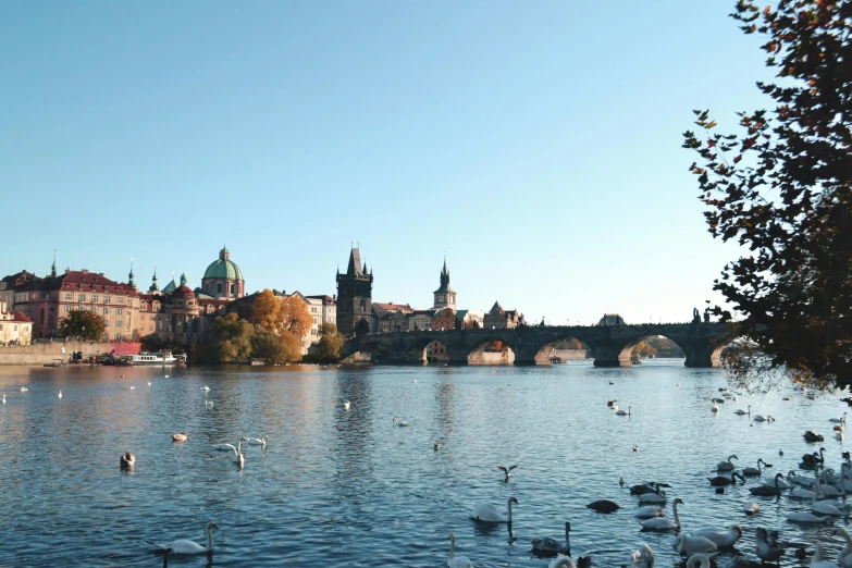 a large body of water filled with lots of birds, by Matija Jama, pexels contest winner, baroque, prague in the background, olafur eliasson, autumnal, 🦩🪐🐞👩🏻🦳