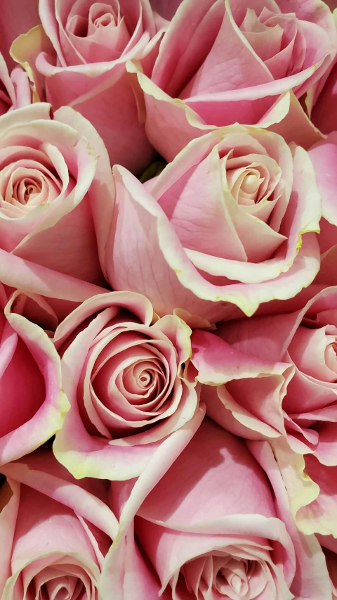 a close up of a bunch of pink roses, award - winning details, highly polished, multicoloured, no cropping