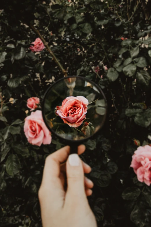 a person holding a magnifying glass in front of pink roses, by Anna Boch, pexels contest winner, lush plant and magical details, i see you, inspect in inventory image, made of flowers